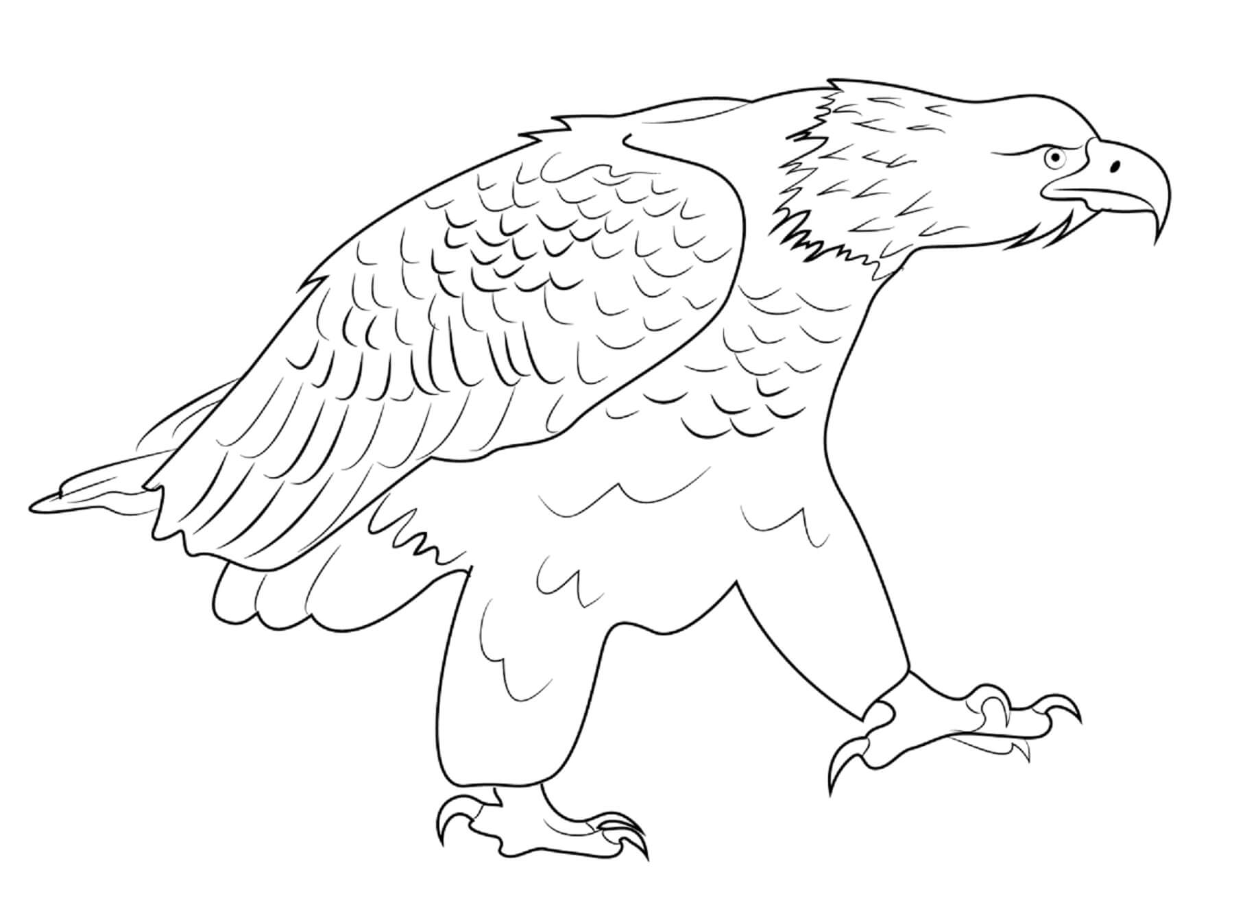 Bald Eagle coloring page - Download, Print or Color Online for Free