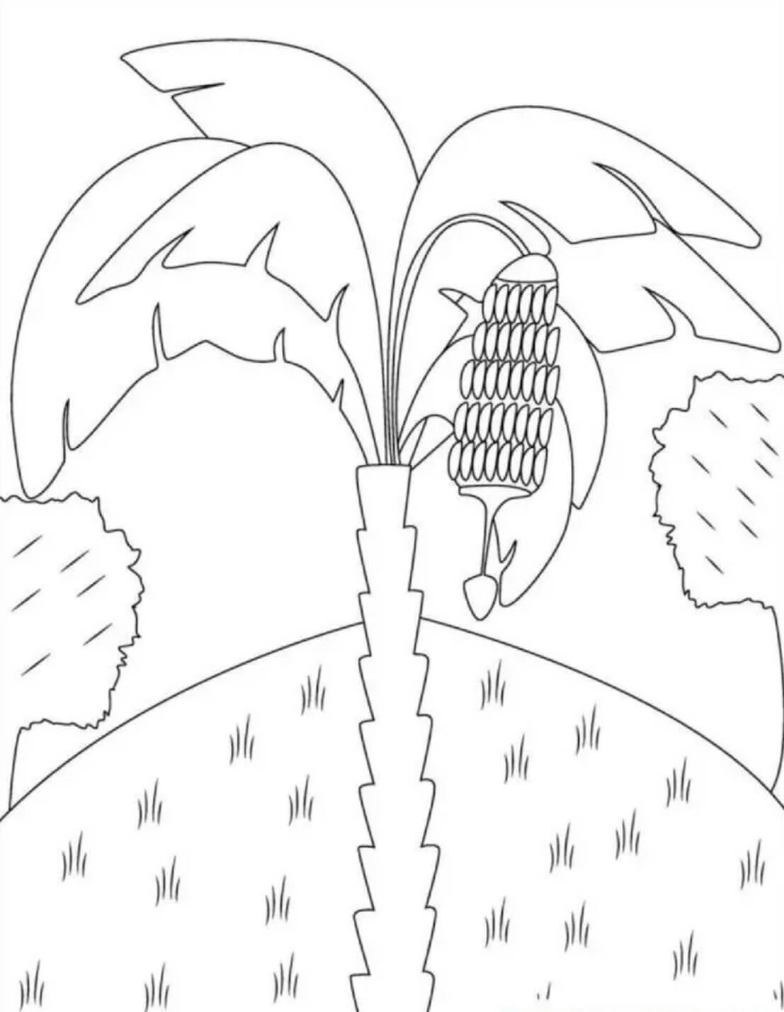Banana Tree Coloring Page Download Print Or Color Online For Free