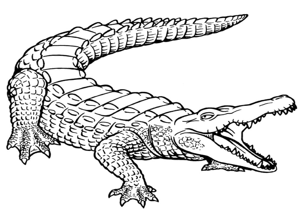 Big Alligator coloring page