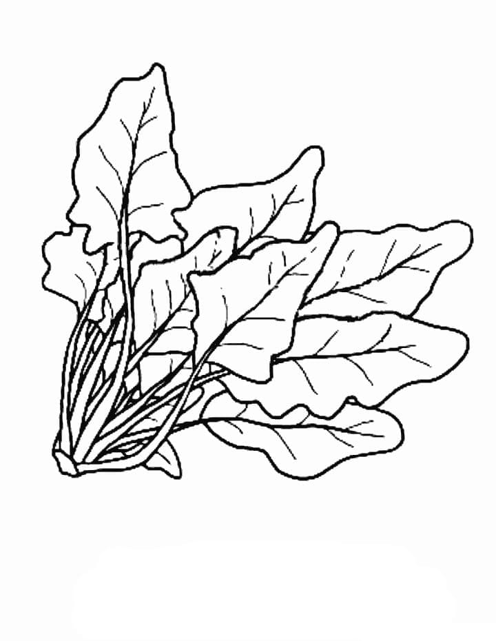 Spinach linear drawing on white background Stock Vector | Adobe Stock