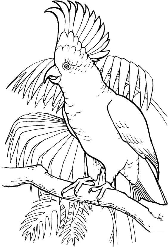 Cockatoo Parrot coloring page