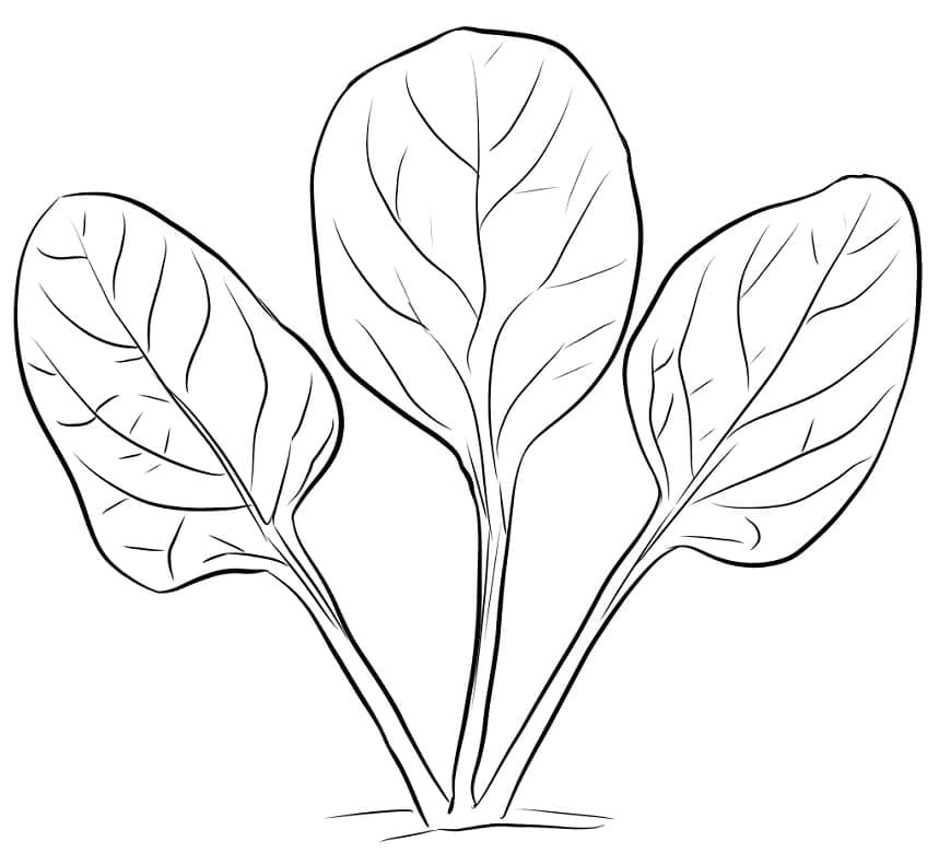 Drawing of Spinach coloring page - Download, Print or Color Online for Free