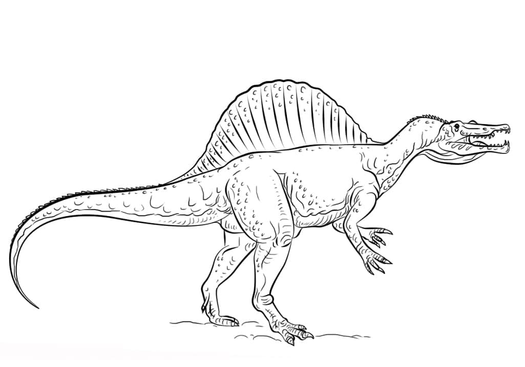 Drawing of Spinosaurus Dinosaur coloring page