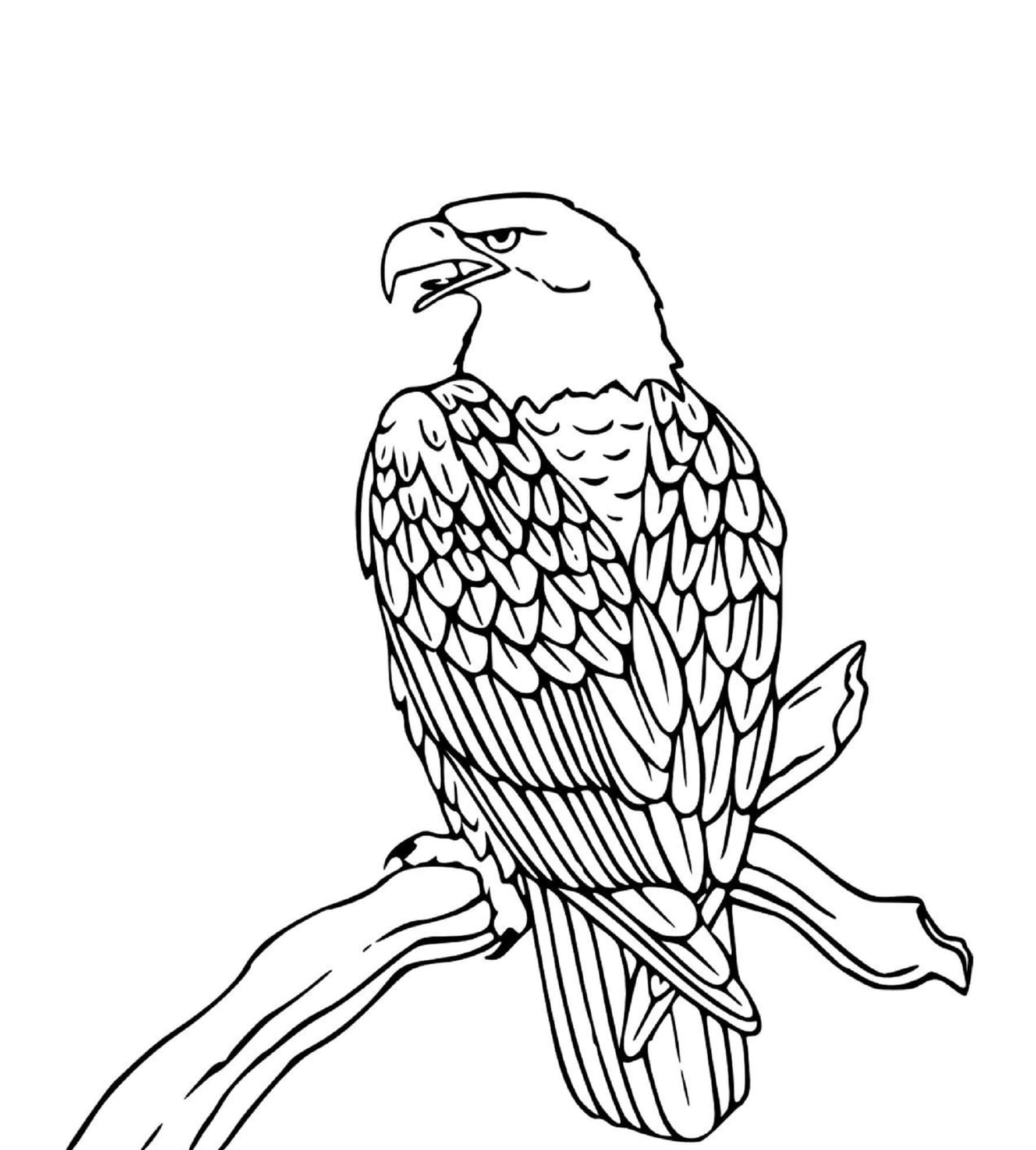 Eagle On A Tree Branch coloring page