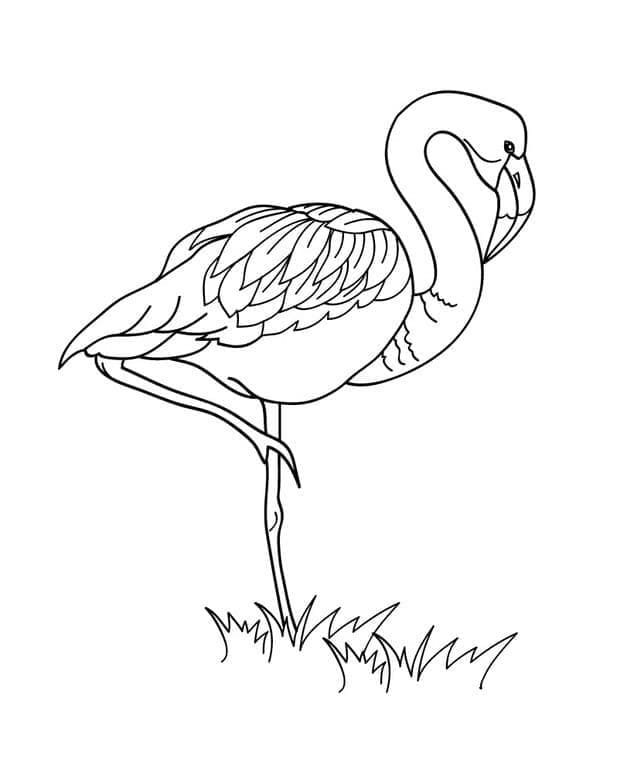 Flamingo For Kids coloring page