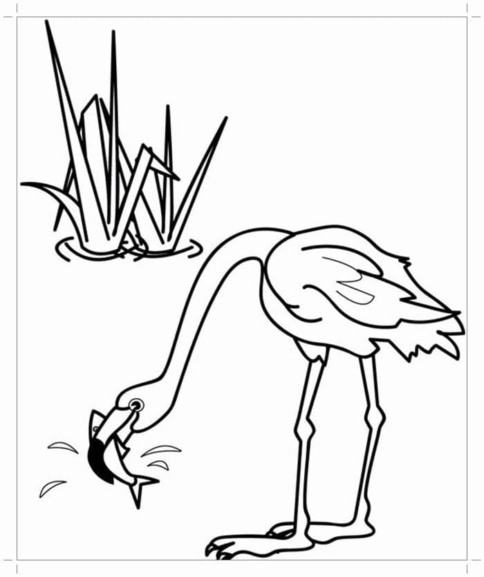 Flamingo is Catching Fish coloring page