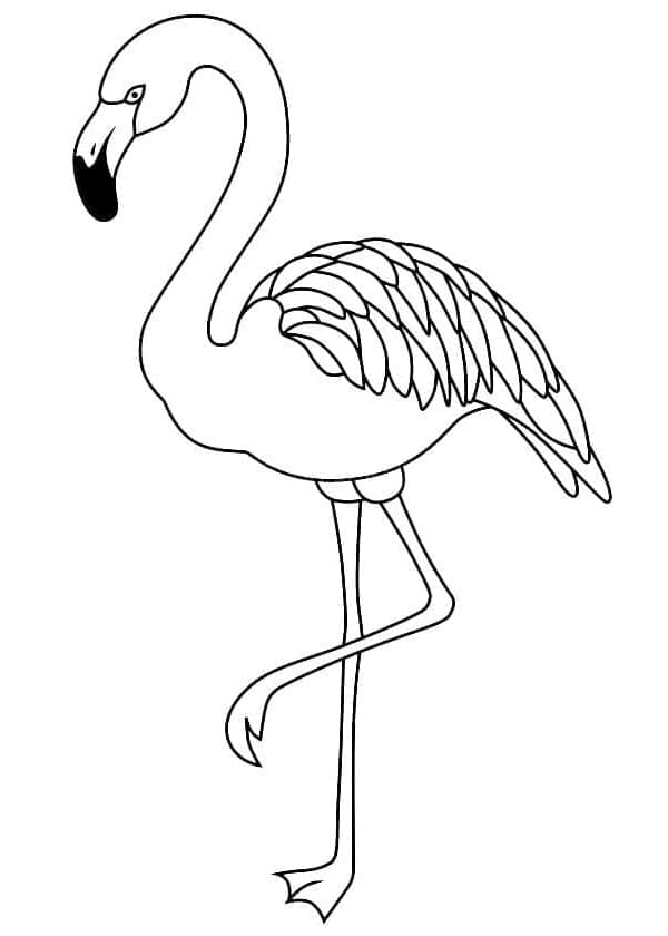 Flamingo Printable coloring page - Download, Print or Color Online for Free