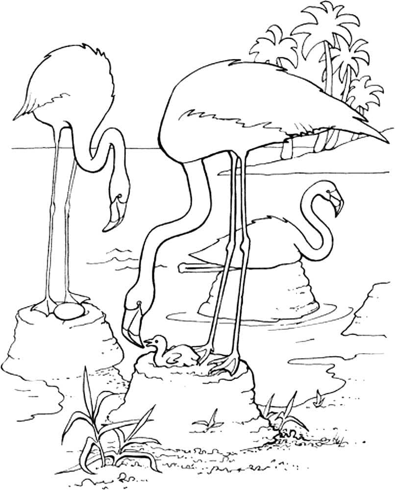 Free Flamingos coloring page