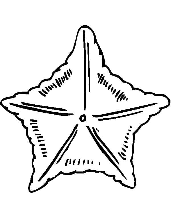 Free Printable Starfish coloring page