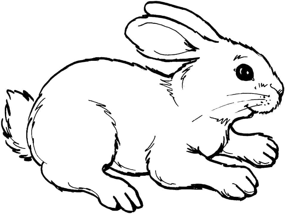 Free Rabbit coloring page