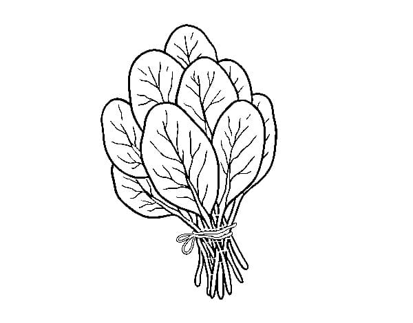 Spinach coloring pages - ColoringLib