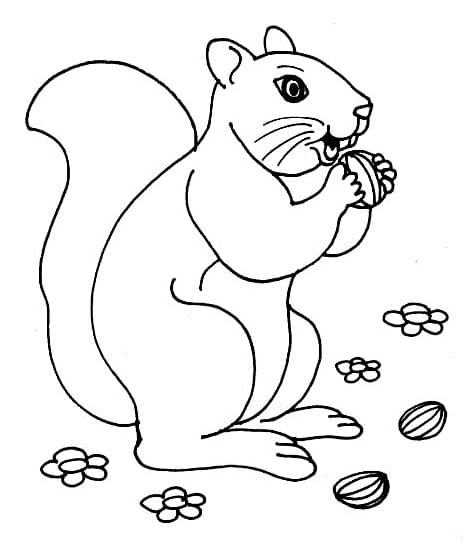 Free Squirrel coloring page