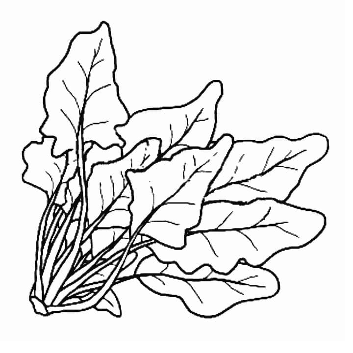 Fresh Spinach coloring page