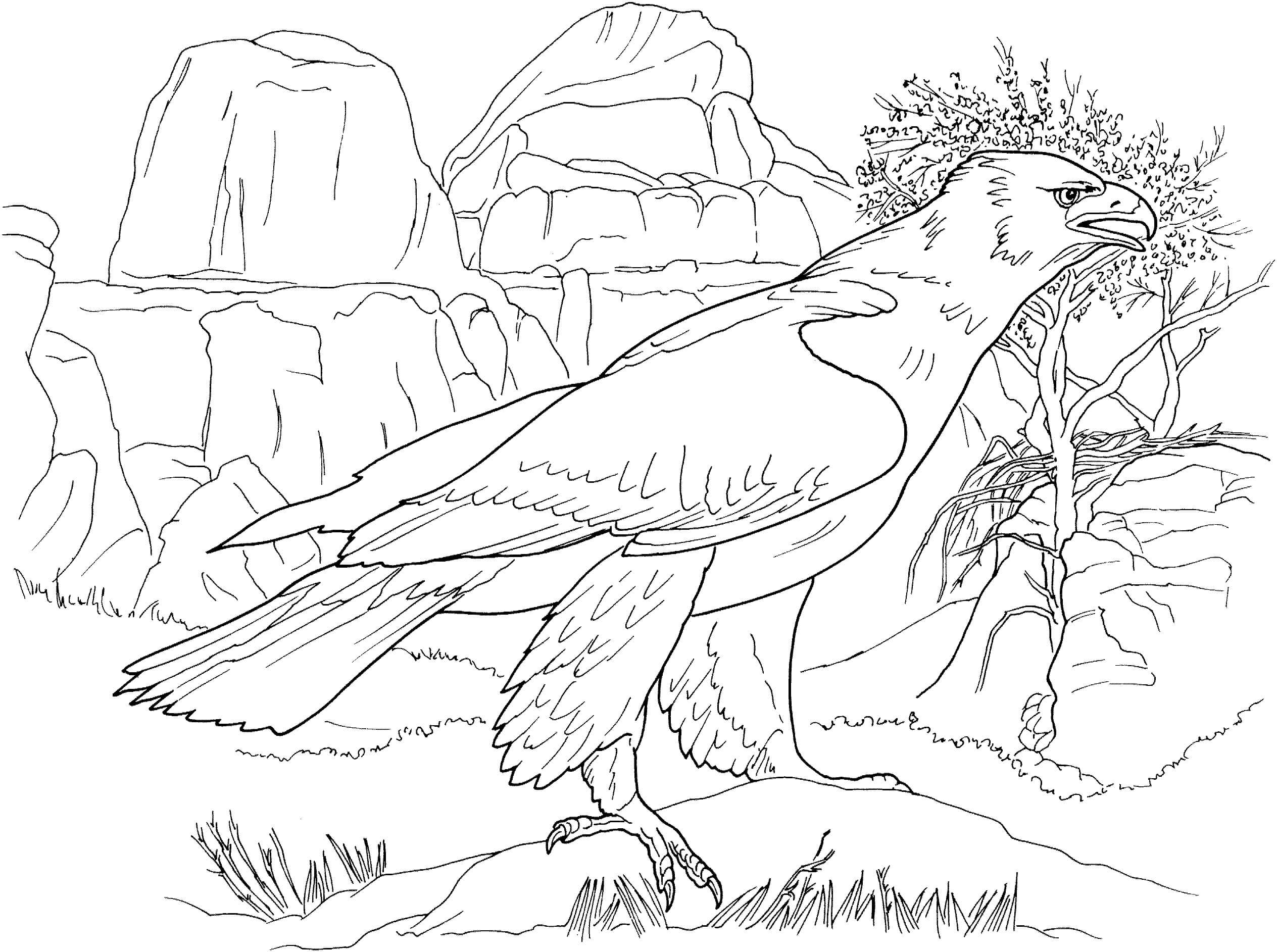 Good Eagle coloring page