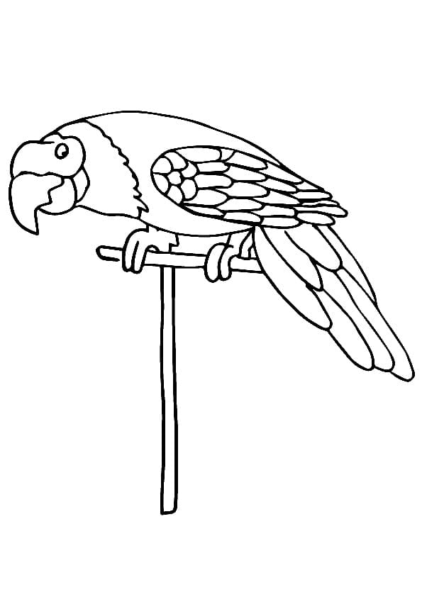 Parrot Bird coloring page