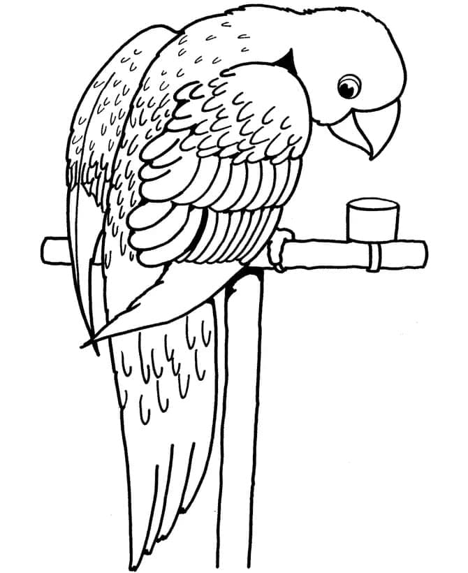 Parrot For Free coloring page