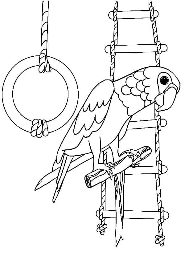 Parrot on the Pole