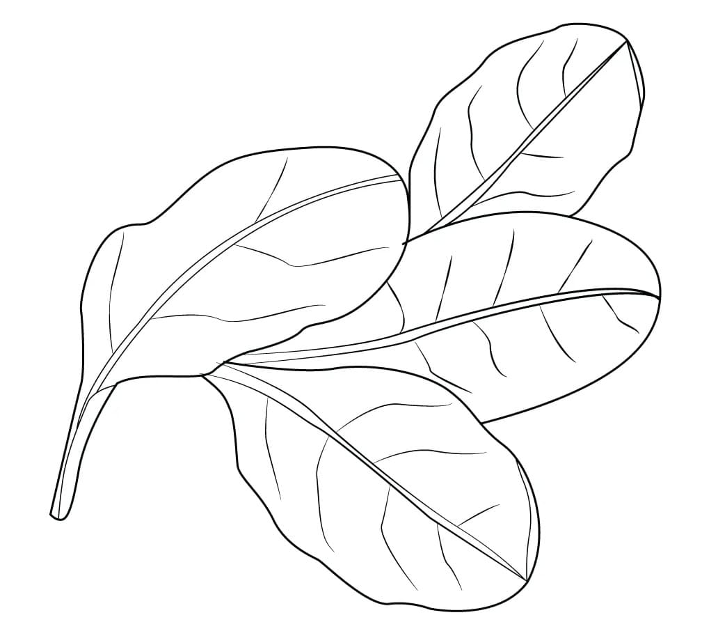Printable Spinach coloring page - Download, Print or Color Online for Free