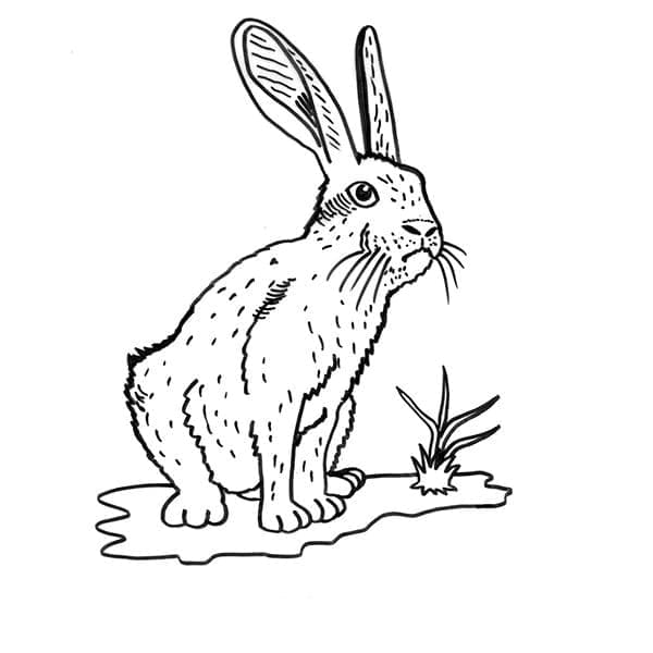 Rabbit in the Wild coloring page