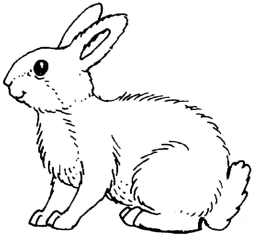 Rabbit Printable