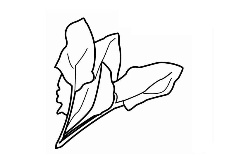 Simple Spinach coloring page