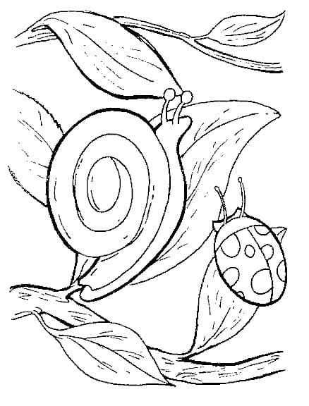 Snail and Ladybug