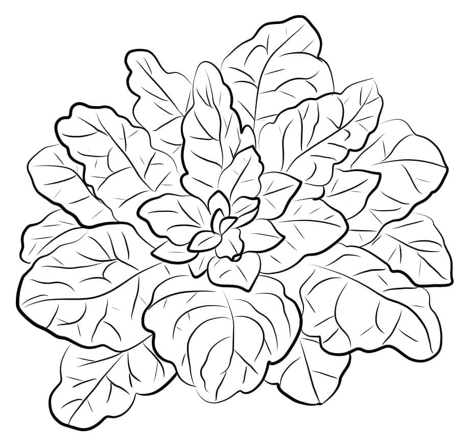 Free Printable Spinach coloring page - Download, Print or Color Online ...
