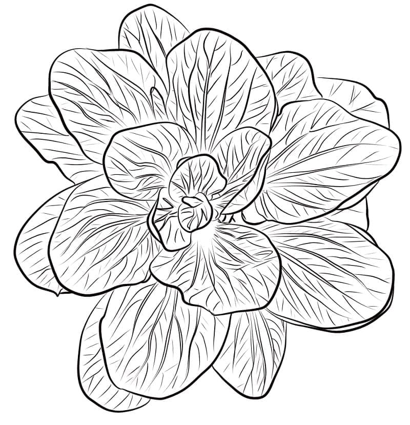 Spinach Printable coloring page