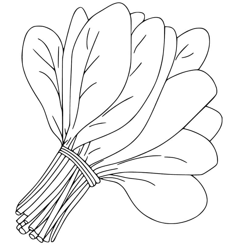 Spinach Vegetable coloring page