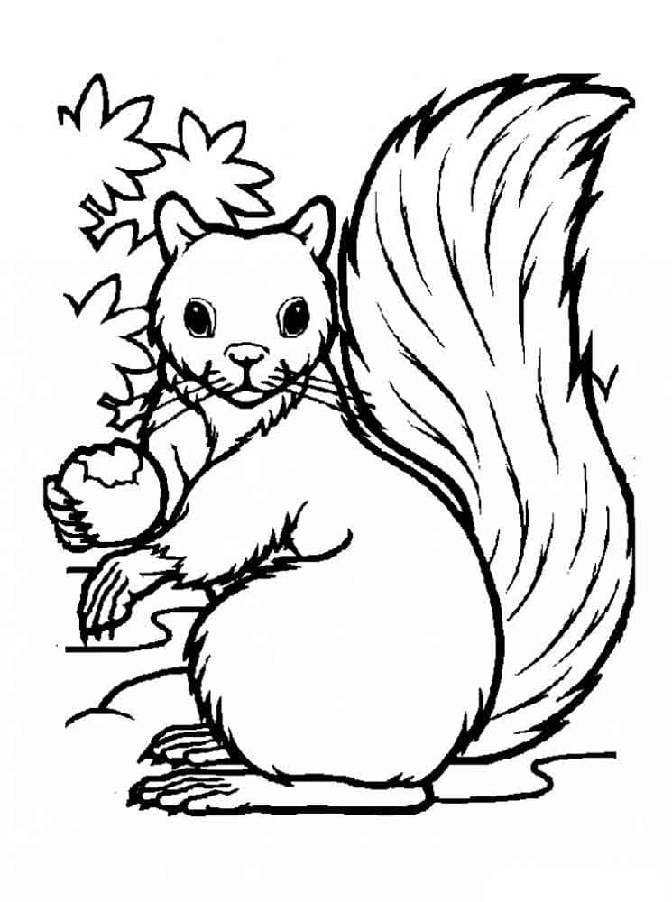 Squirrel and a Nut coloring page