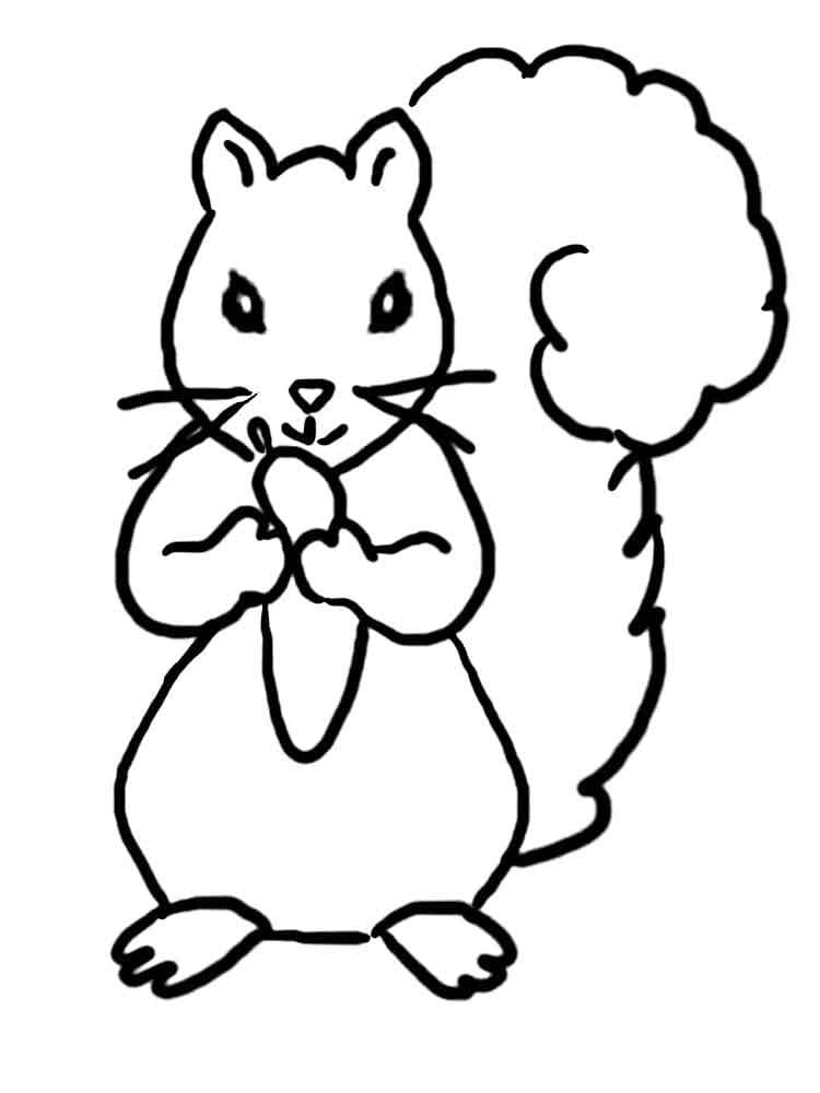 Squirrel – Sheet 1 coloring page