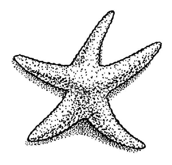 Starfish Free coloring page