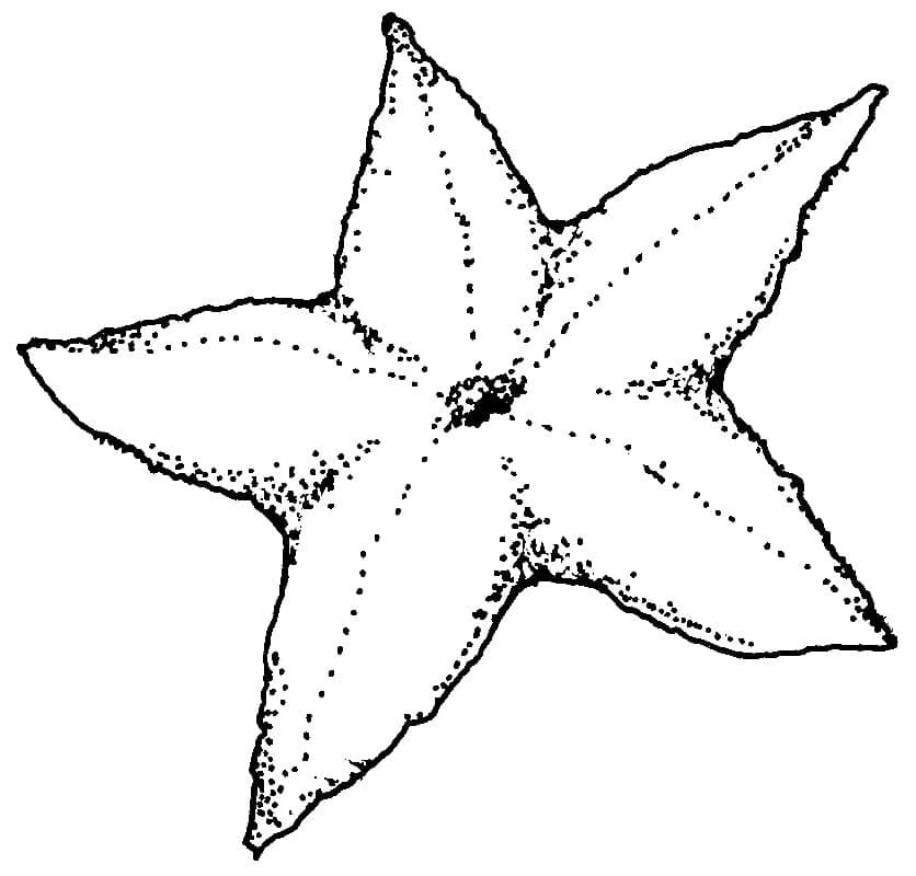 Starfish Image