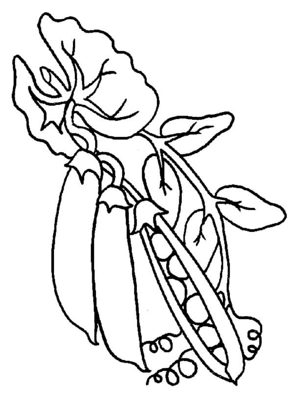 Sweet Pea coloring page