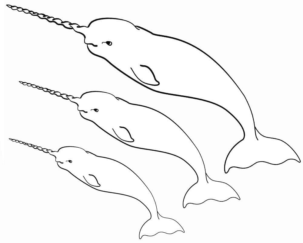 Three Narwhals coloring page