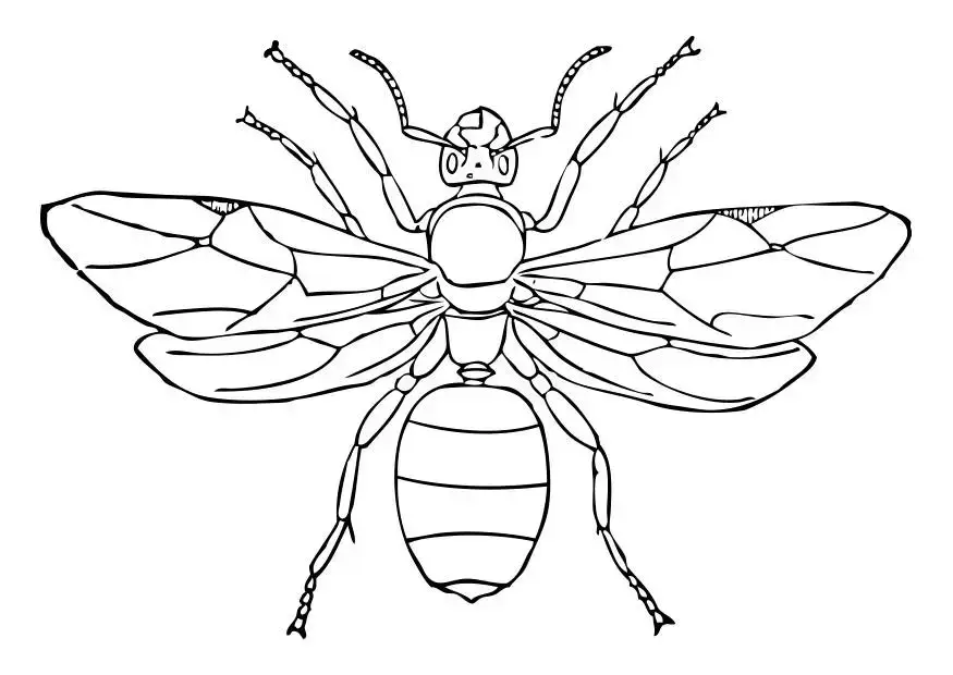 Ant With Wings coloring page