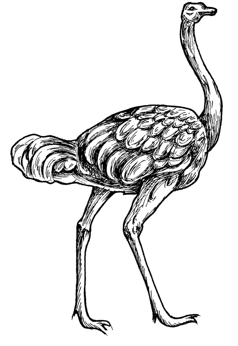 Basic Drawing Ostrich coloring page - Download, Print or Color Online ...