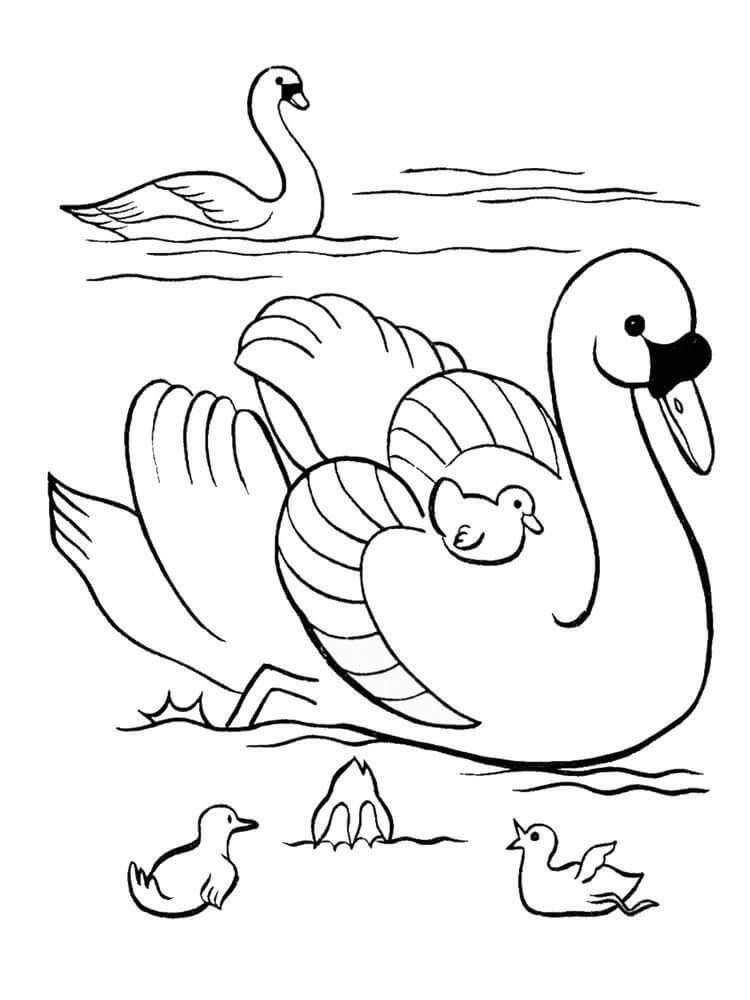 Basic Family Of Swan coloring page