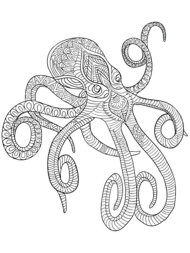 Basic Octopus is for Adult coloring page