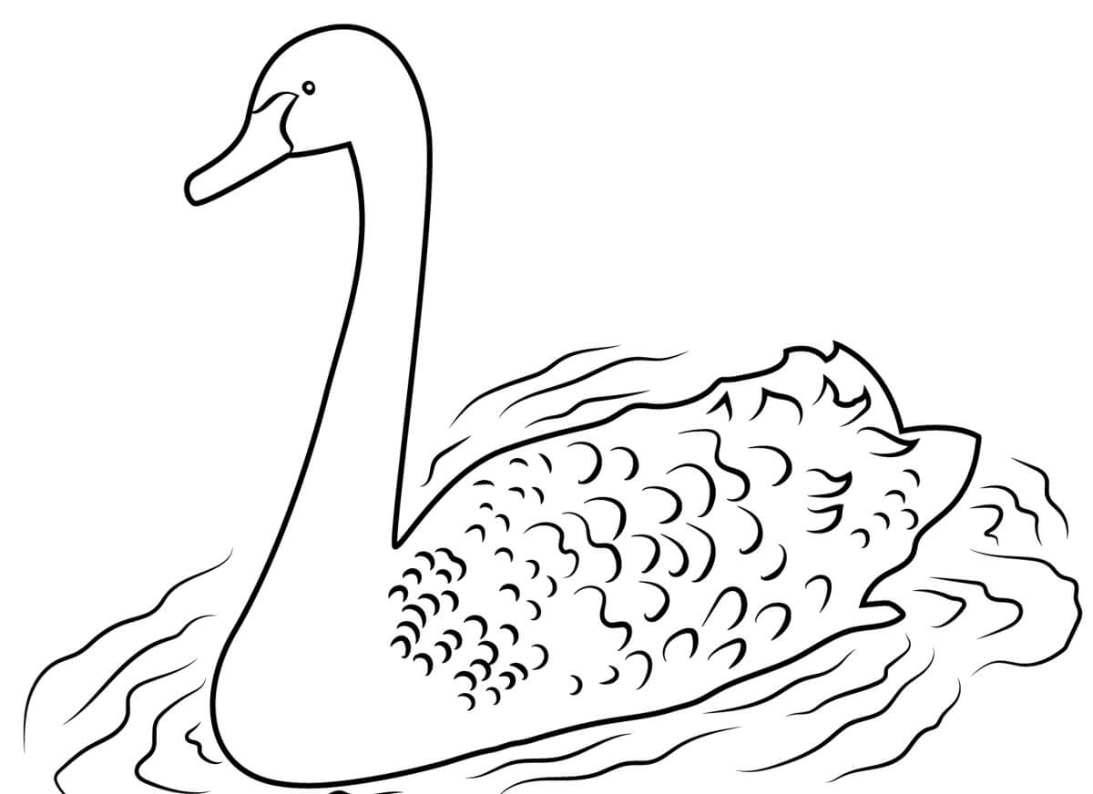 Black Swan coloring page - Download, Print or Color Online for Free