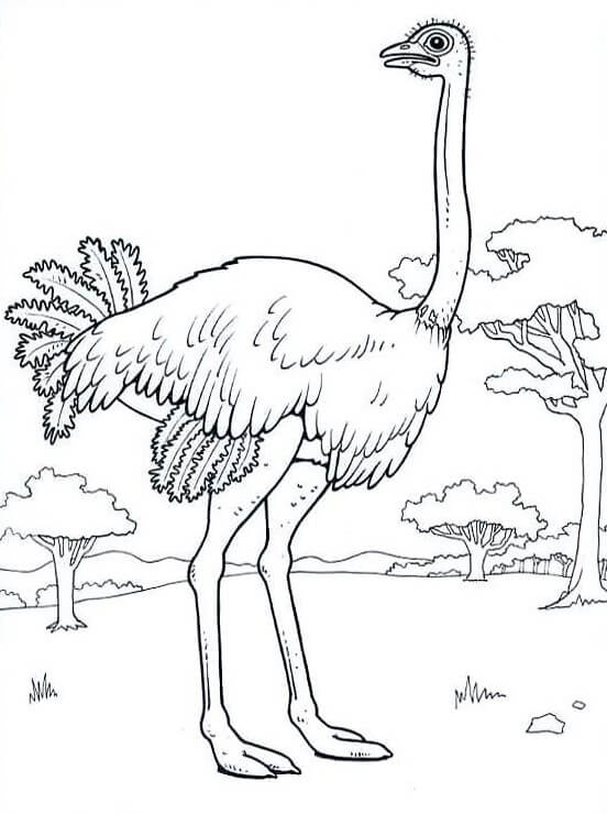 Cool Ostrich coloring page