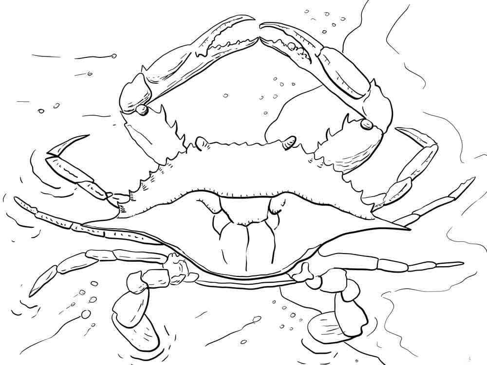 Crab For Free coloring page