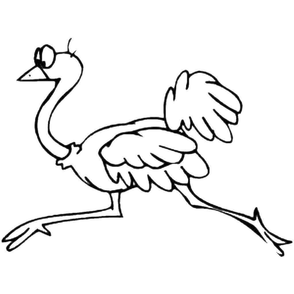 Drawing Ostrich Run coloring page