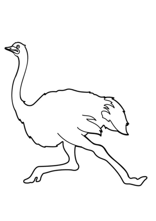 Easy Ostrich Running coloring page - Download, Print or Color Online ...