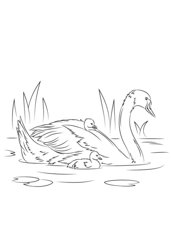 Family Of Swan Swimming in Water coloring page