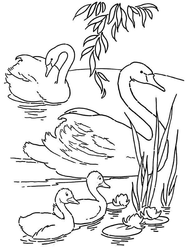 Family Of Swans coloring page