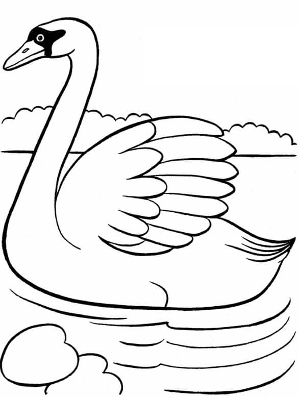 Free Swan Coloring Page Download Print Or Color Online For Free 0491