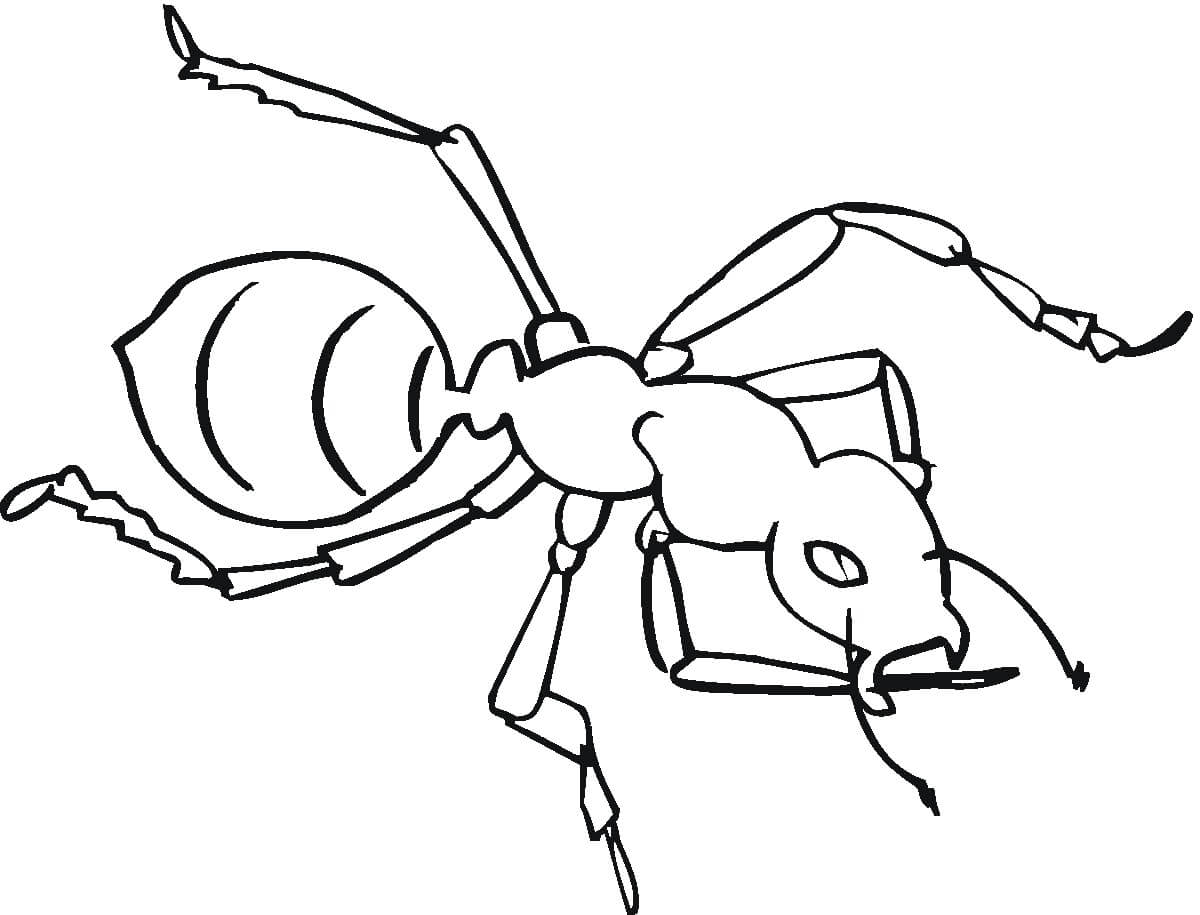 Good Ant coloring page