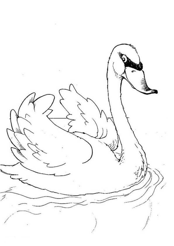 Good Swan coloring page