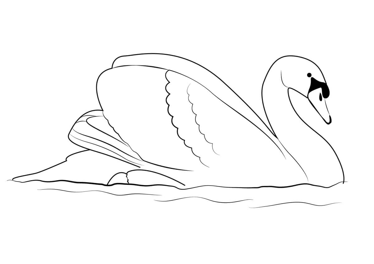 Graceful White Swan coloring page